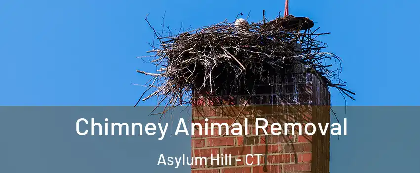 Chimney Animal Removal Asylum Hill - CT