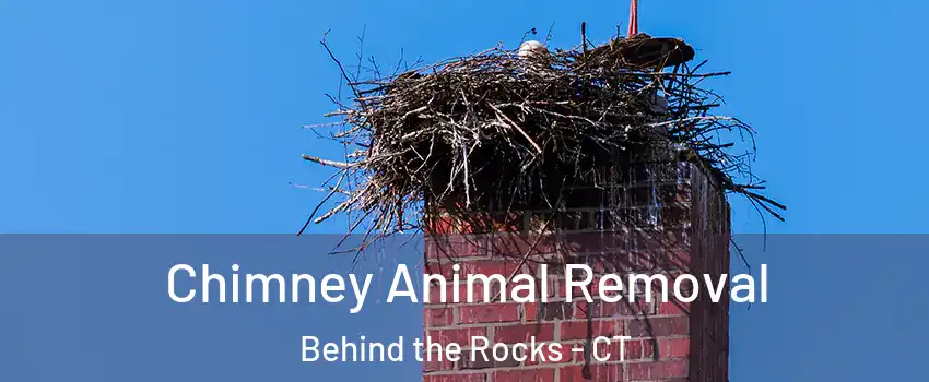 Chimney Animal Removal Behind the Rocks - CT