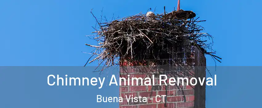 Chimney Animal Removal Buena Vista - CT