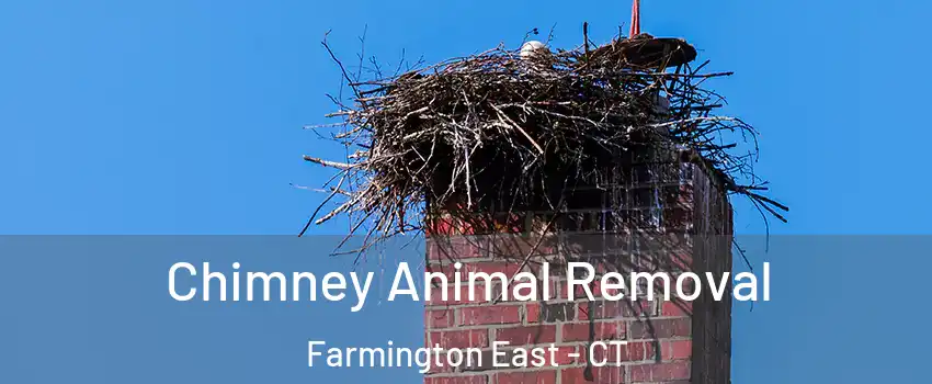 Chimney Animal Removal Farmington East - CT