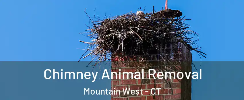 Chimney Animal Removal Mountain West - CT