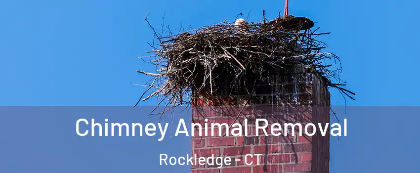 Chimney Animal Removal Rockledge - CT