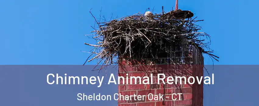 Chimney Animal Removal Sheldon Charter Oak - CT