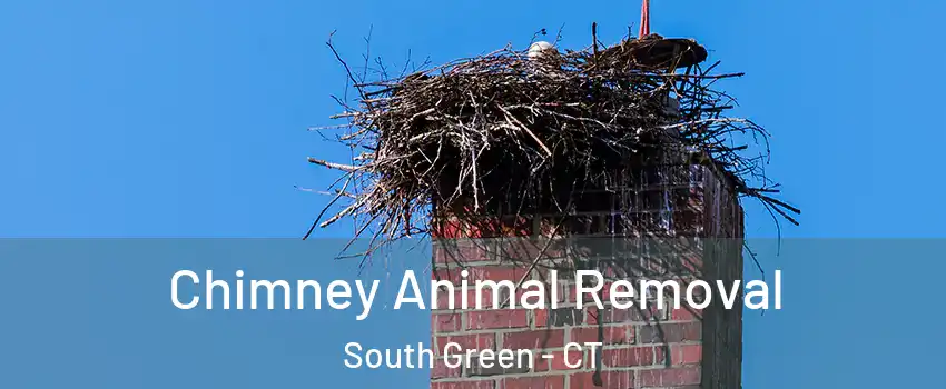 Chimney Animal Removal South Green - CT