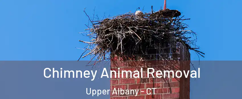 Chimney Animal Removal Upper Albany - CT