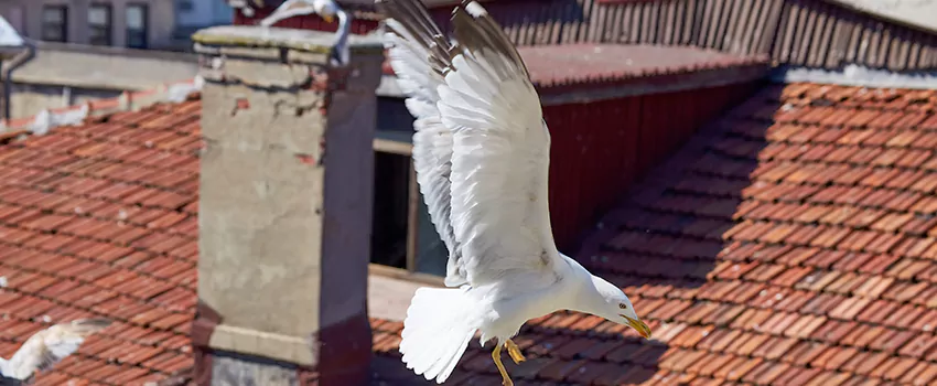 Residential Chimney Animal Removal Solution in Asylum Hill, CT